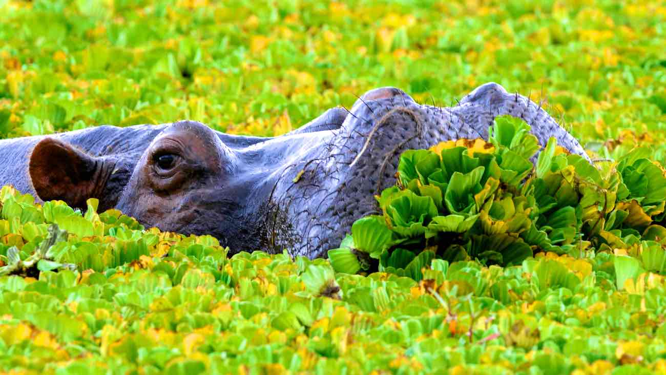 Ngorongoro